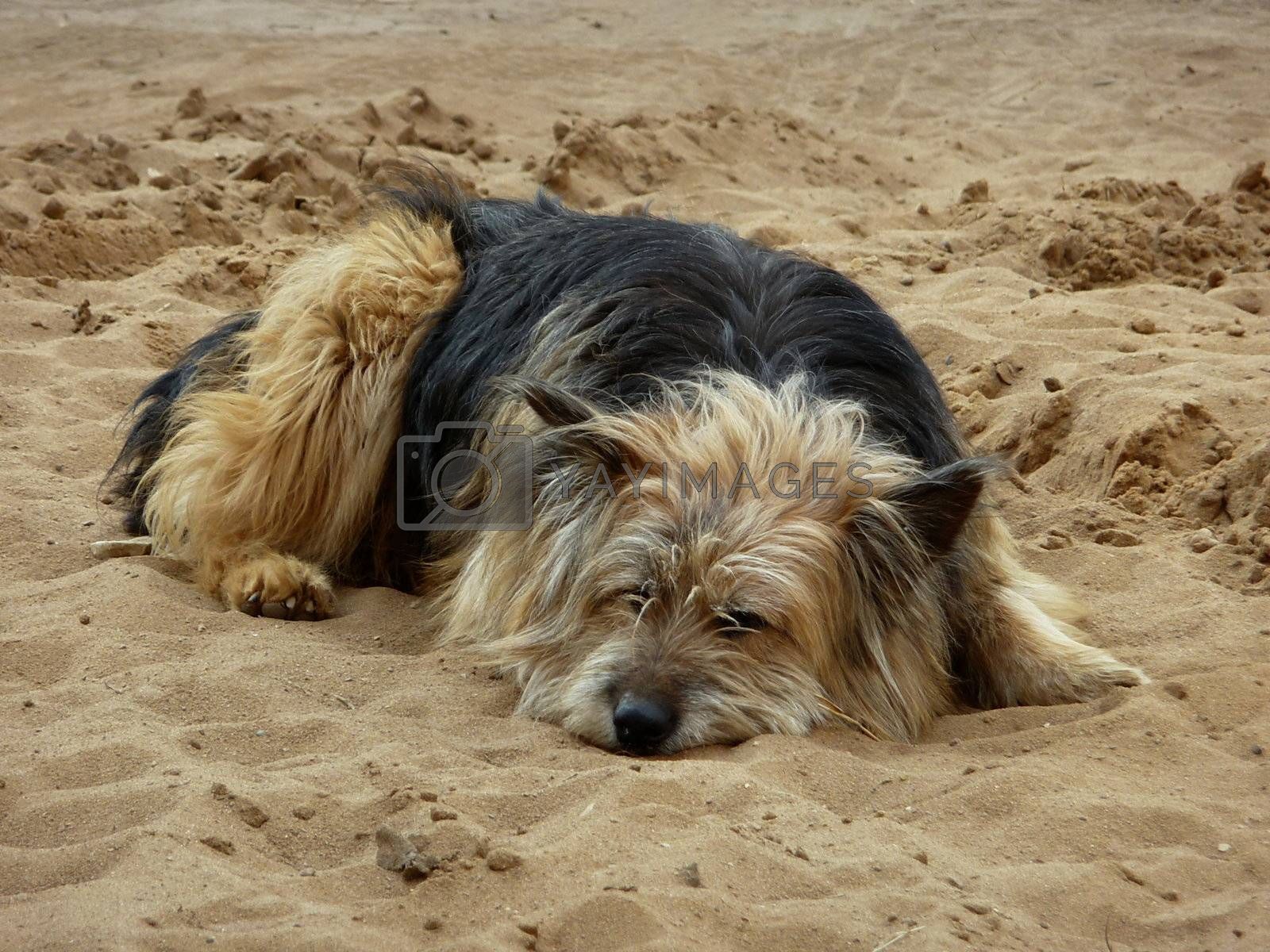 A Dog feeling lonely lying in the sand