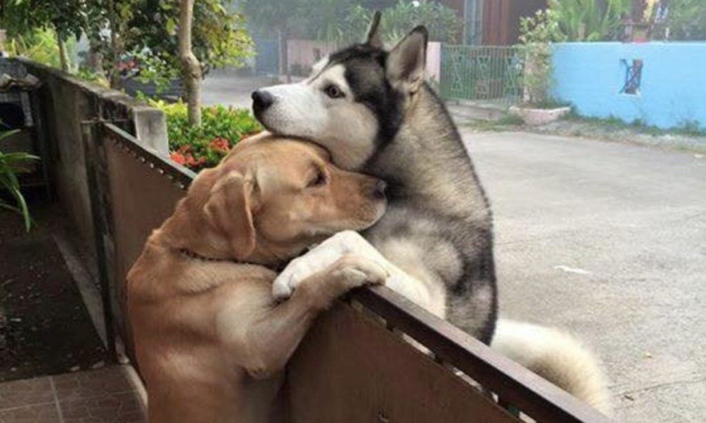 Two lonely dogs trying to hug each other over the fence