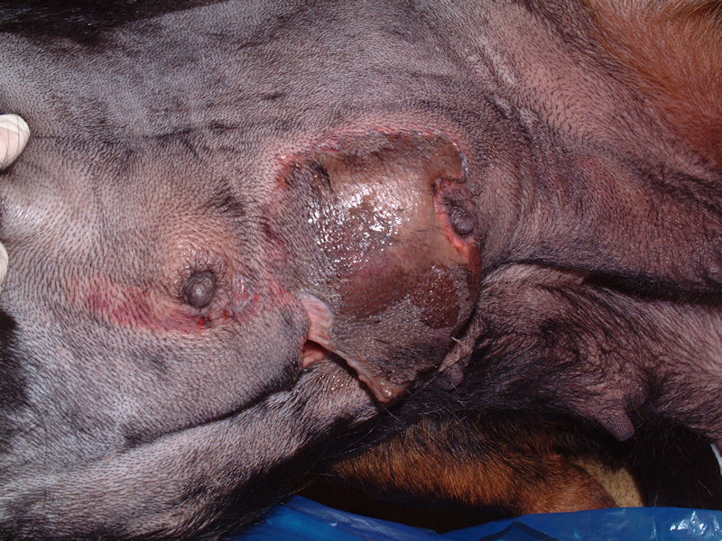 A cat with mastitis sign