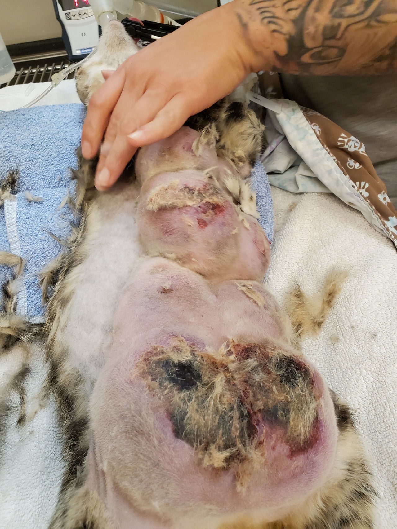 A cat with mastitis undergoing treatment