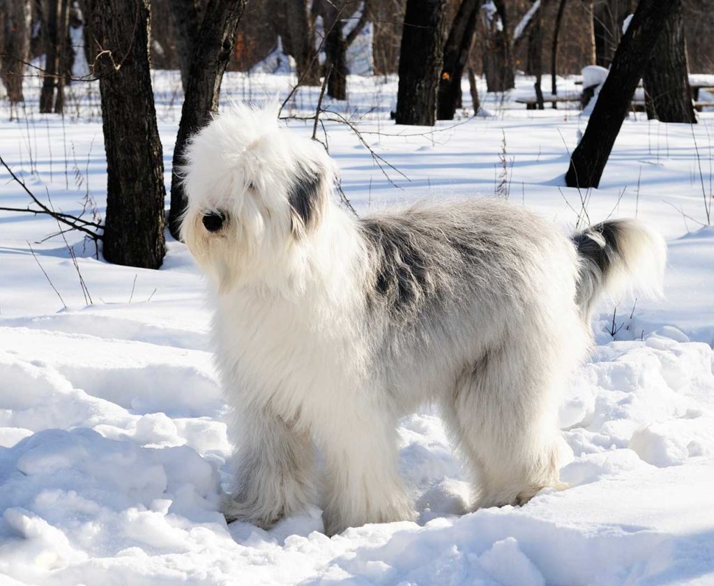 the Sheepdog standing on the ice in a wooden area showing physical appearance