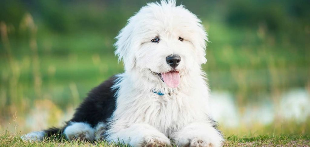 The old English sheepdog lying down on a grass