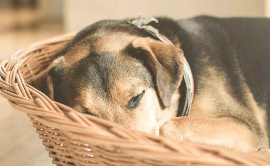 A dog sleeping inside a basket due to pain