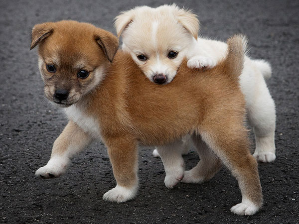two puppies playing together