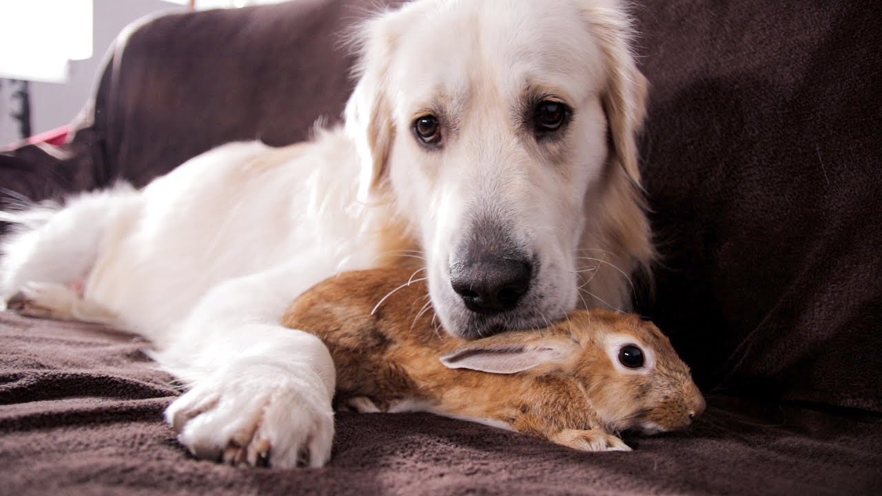 a dog keeping a rabbit under its chin