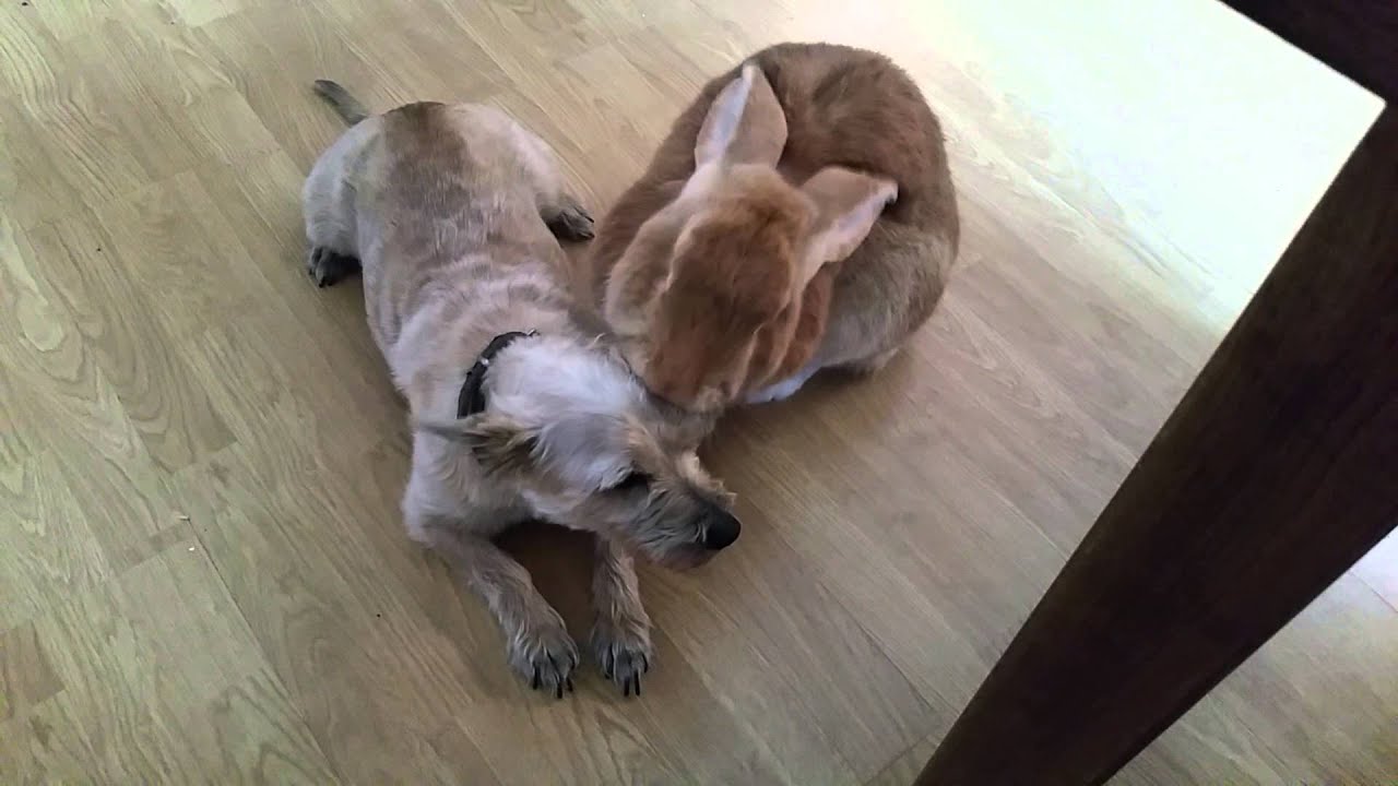 a dog and a rabbit playing together