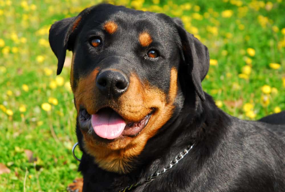 A Rottweiler with health challenges
