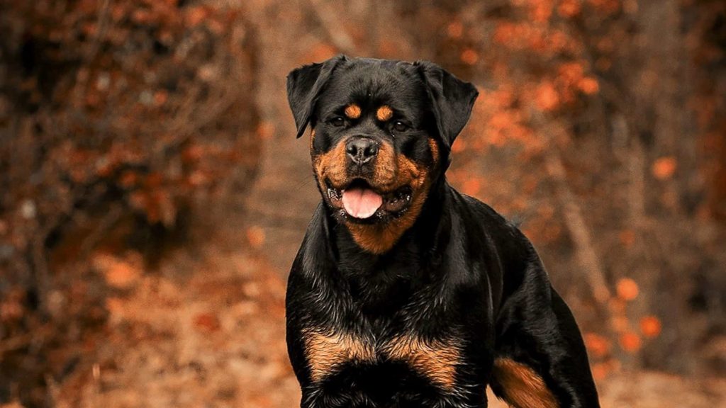 A Rottweiler in a woody area