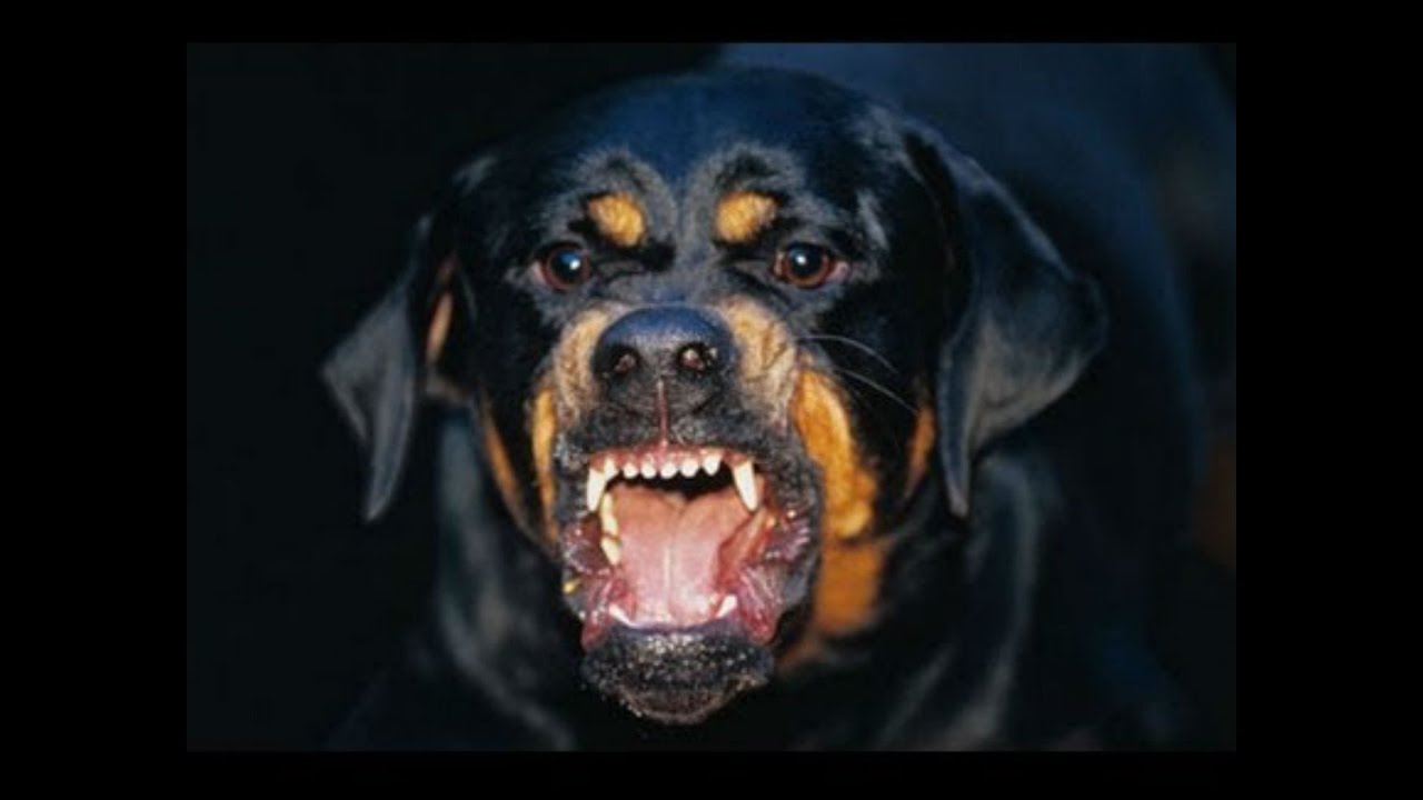 A Rottweiler breed of dog
