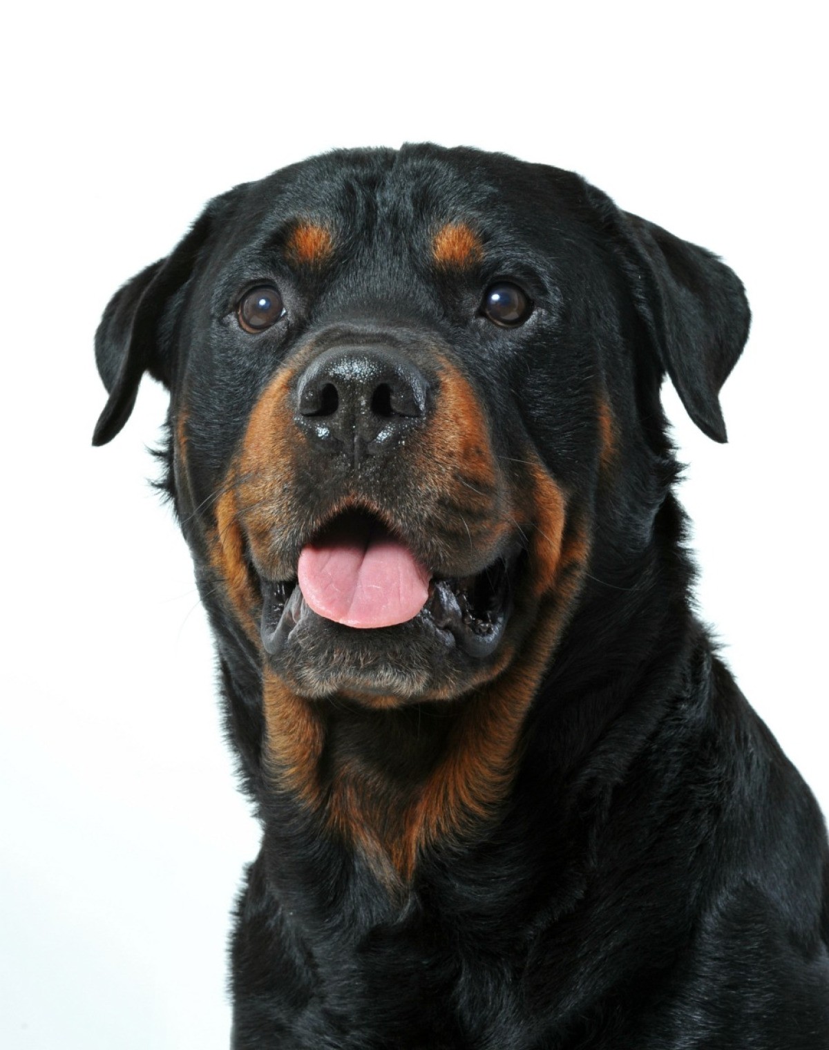 A Rottweiler dog during training