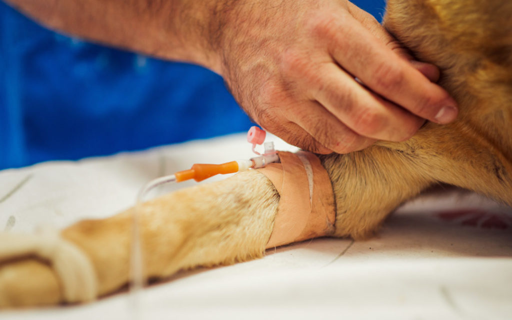 A dog with symptoms of sepsis receiving IV fluid.