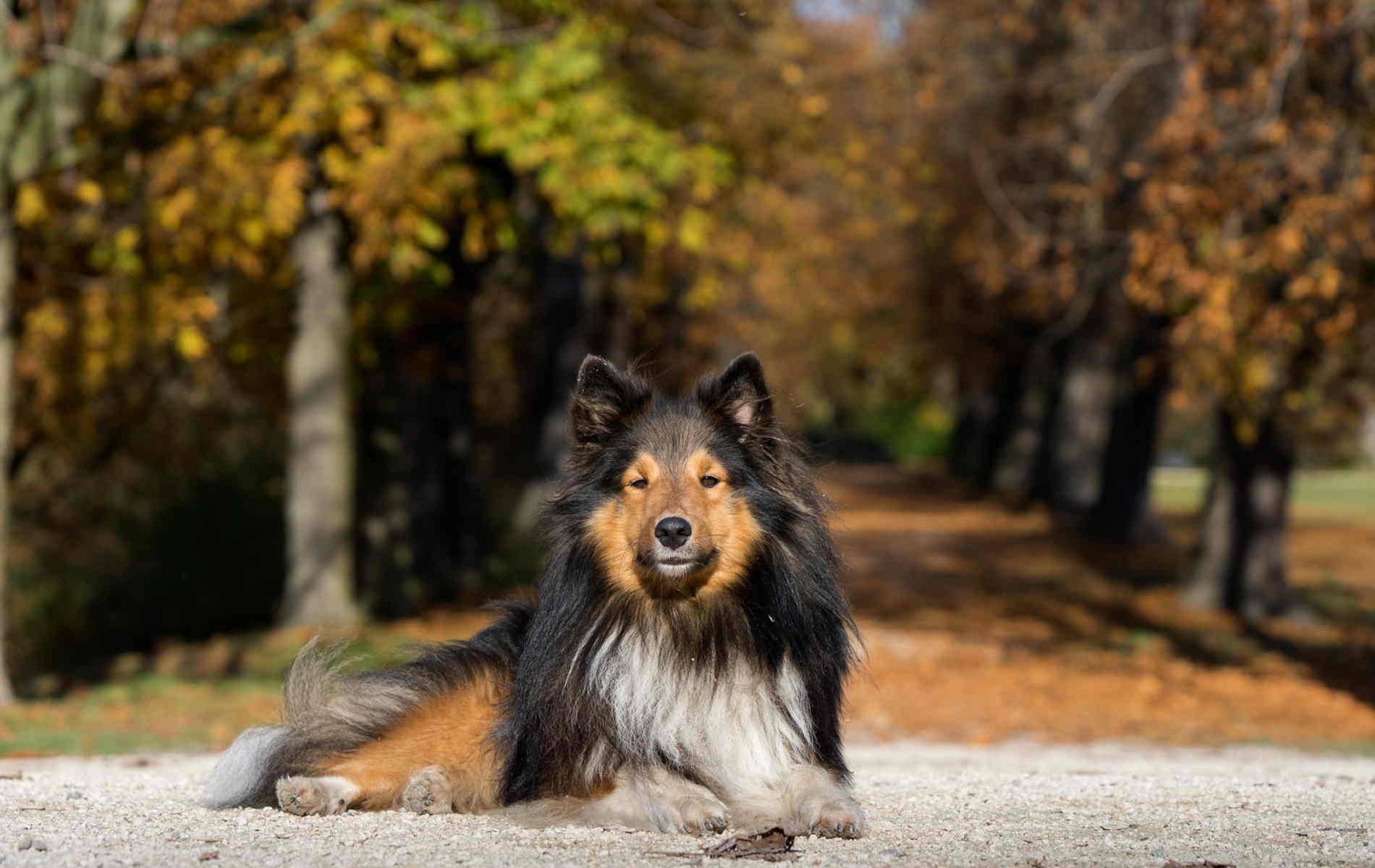  A shetland dog lying down due to the health concern