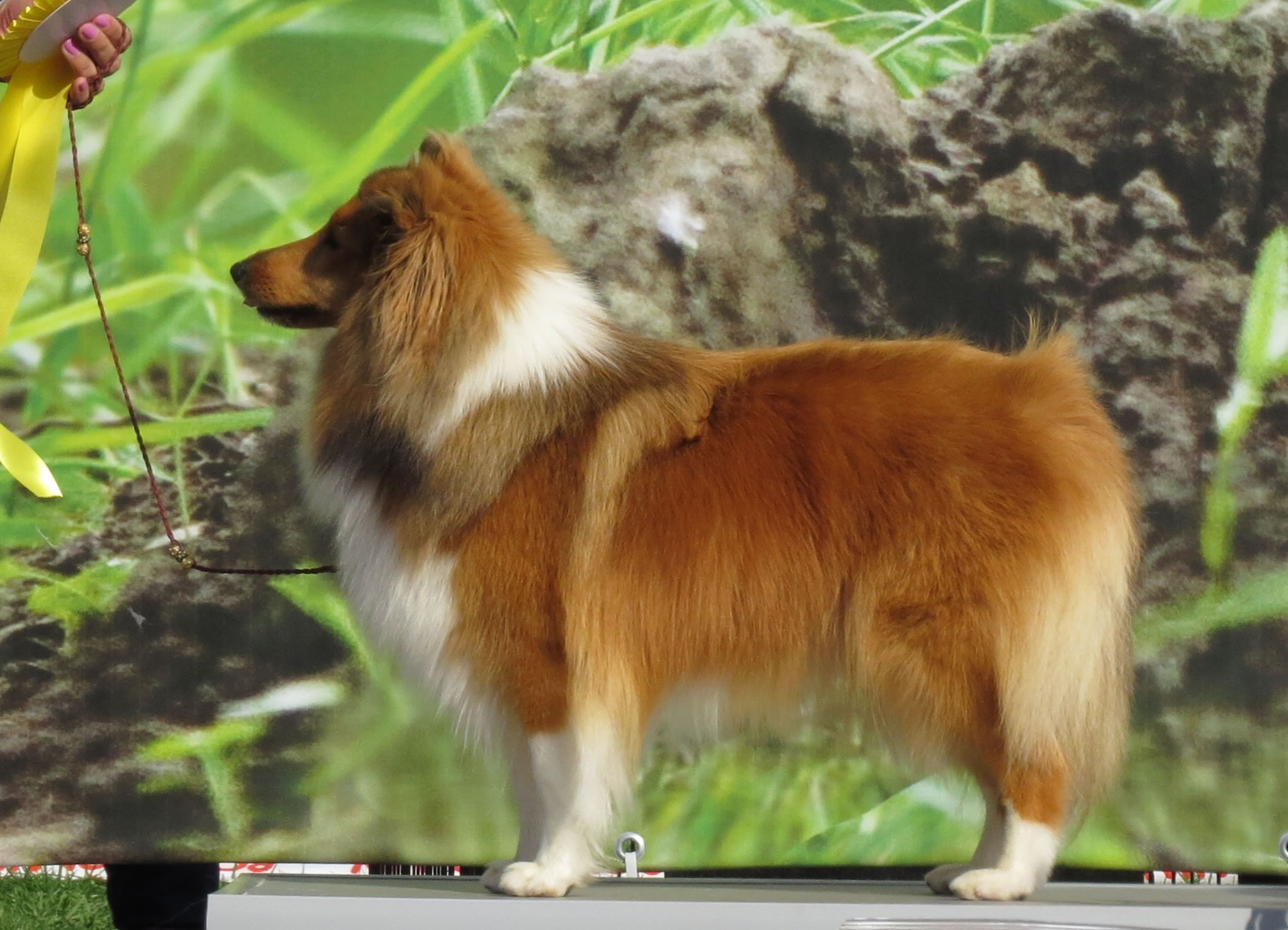 A Shetland dog ready for training and exercise