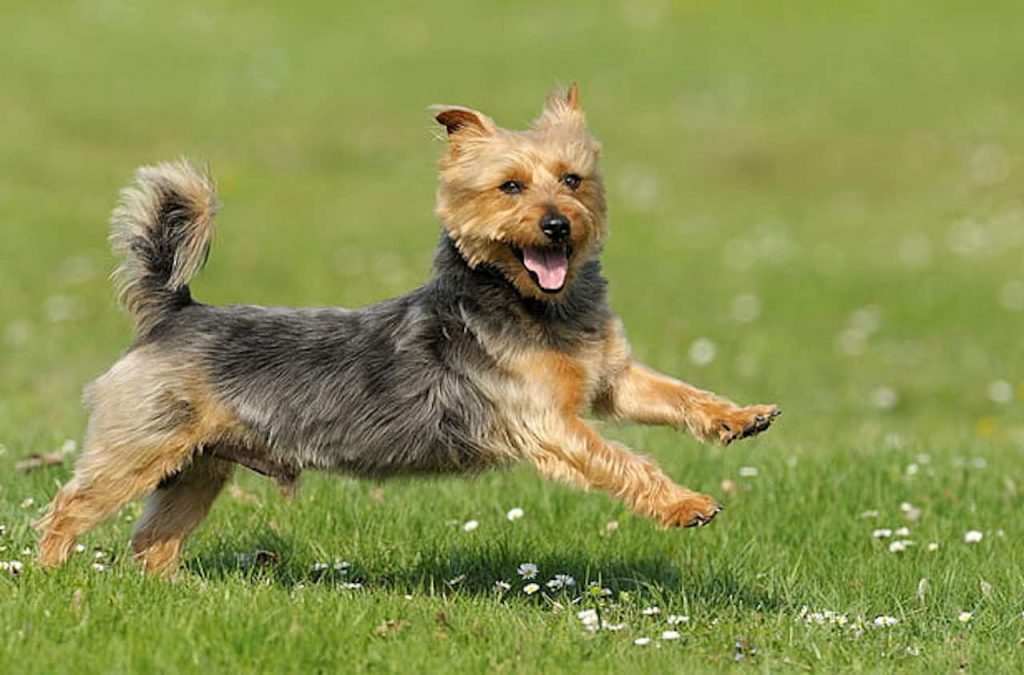 Australian Terrier doing training