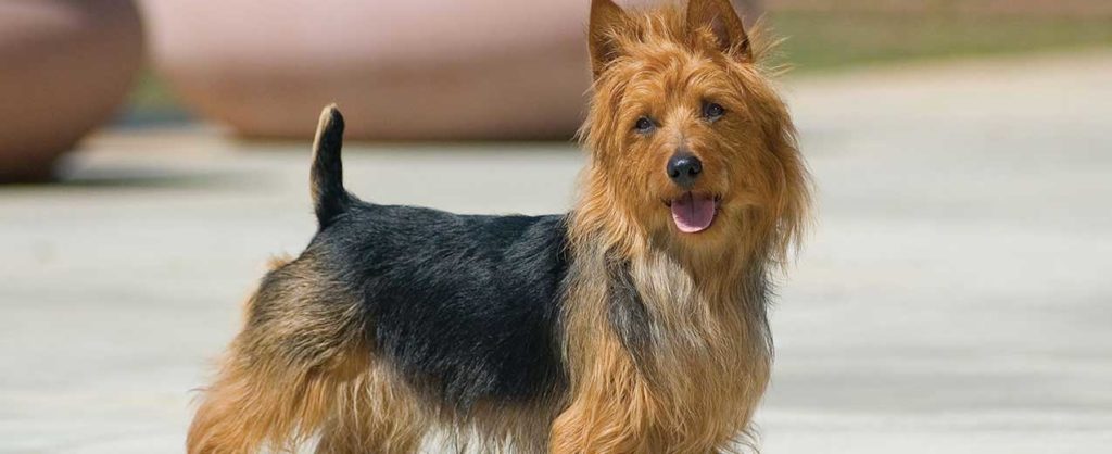 An Australian Terrier dog with symptom of health challenges