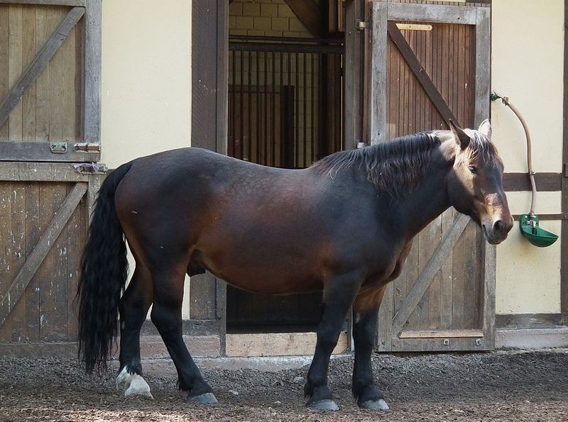 Abtenauer horse showing its physical appearance 