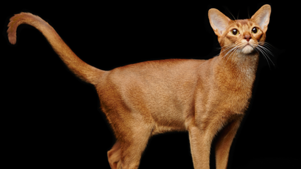 Abyssinian cat displaying its physical appearance