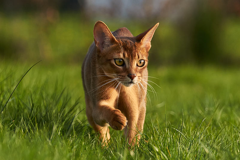 Abyssinian ready for training and caring