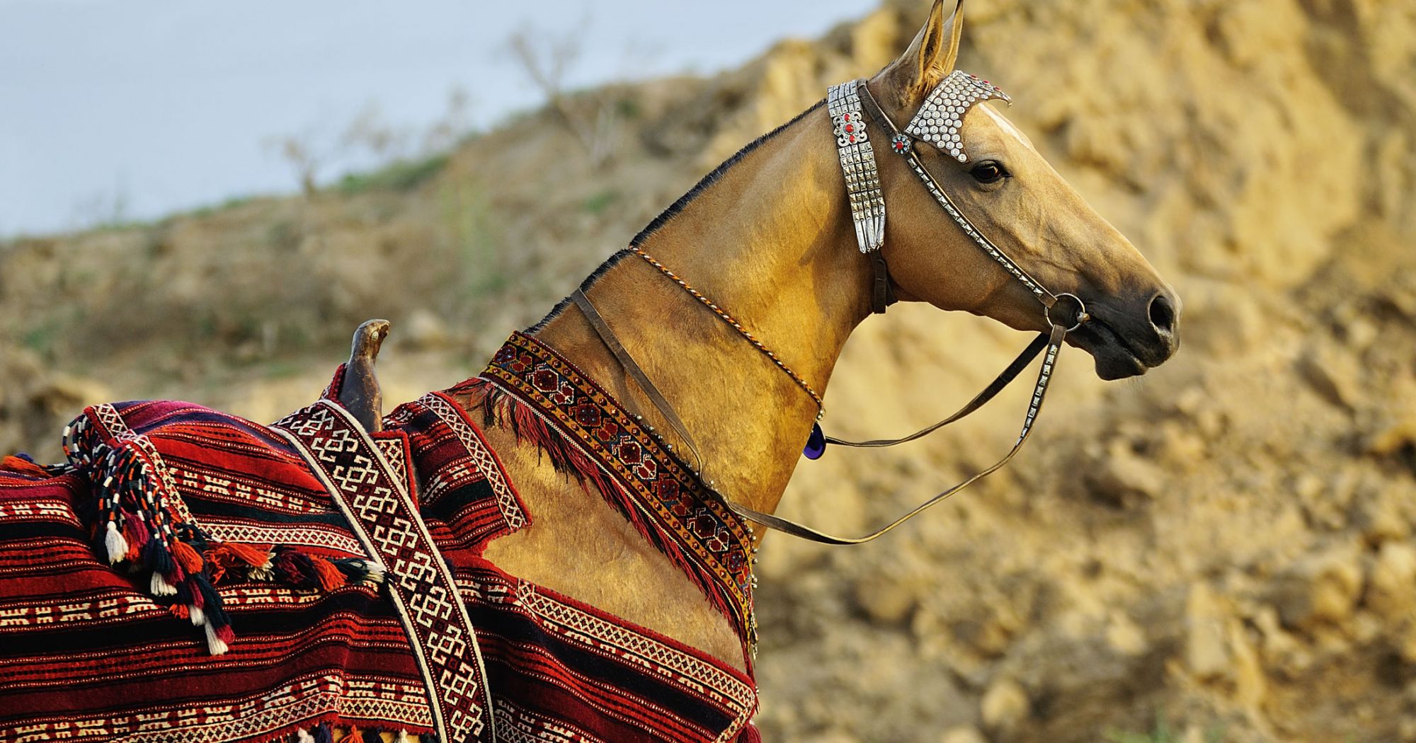 Akhal-Tete horse breed