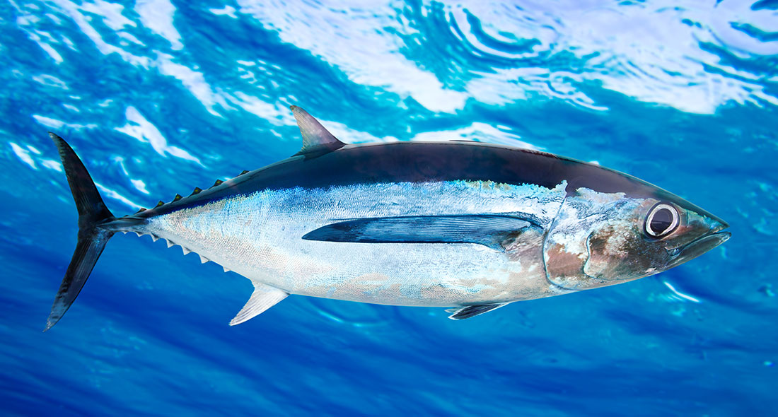 Albacore fish breed swimming through the water