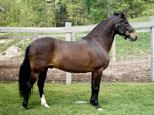 Albanian horse with good description