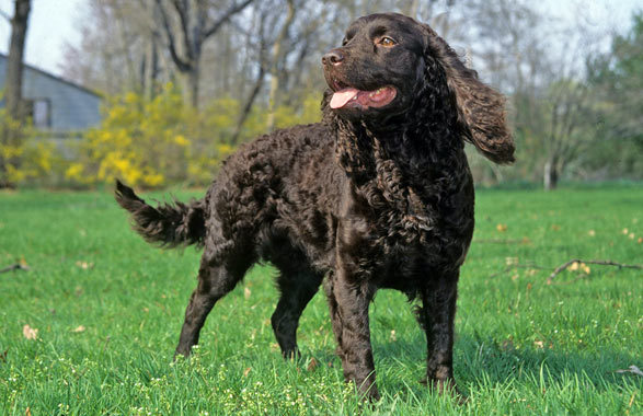 American water spaniel with good physical appearance