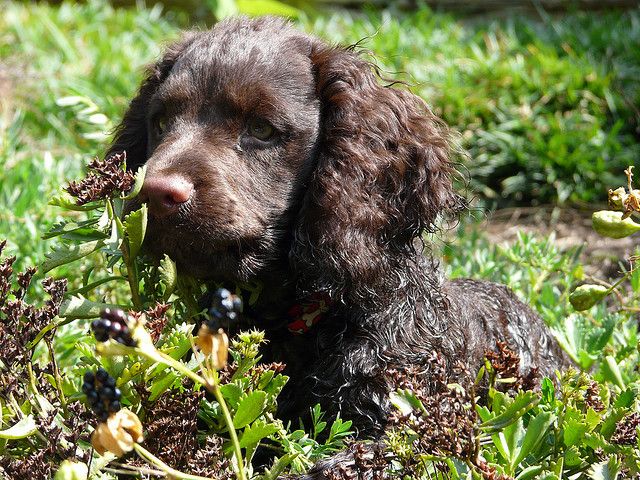 American water spaniel undergoing training and caring 