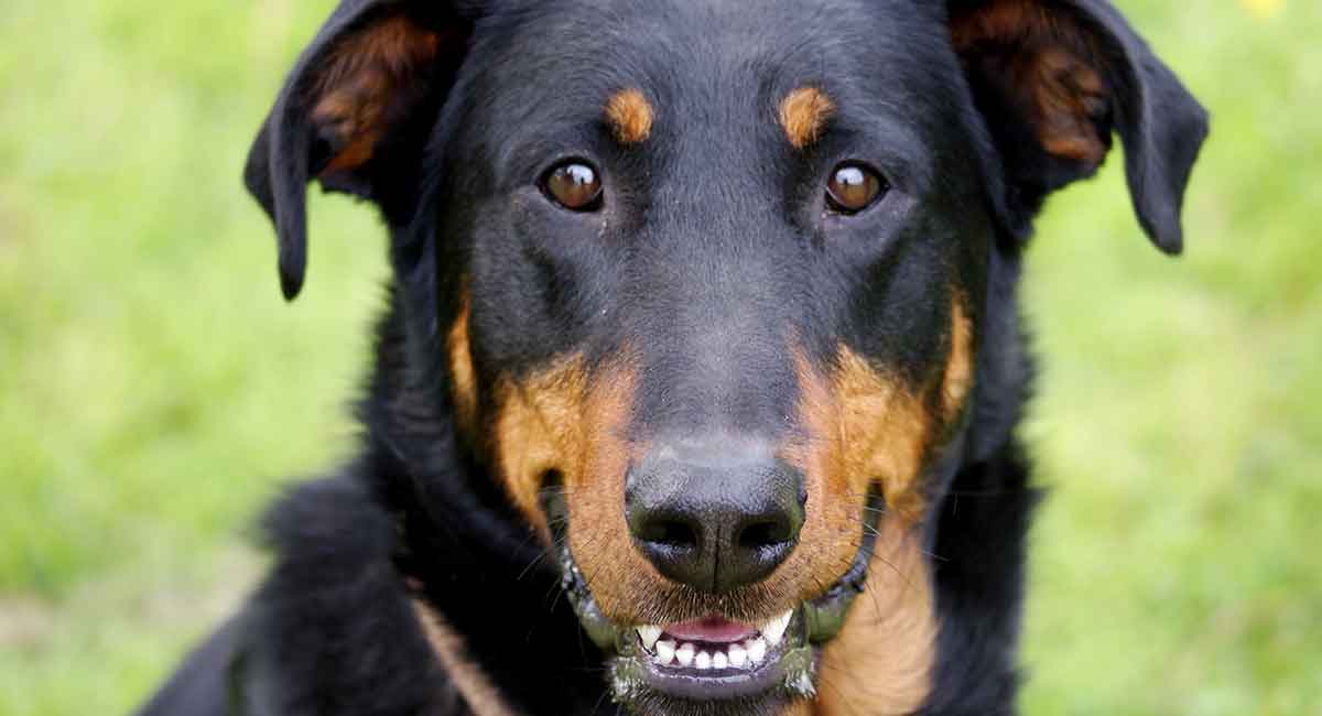 Beauceron Dog Breed image