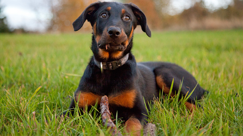 Beauceron ready for training and caring