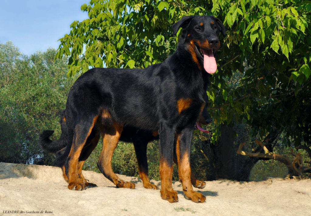 Beauceron displaying its full physical appearance