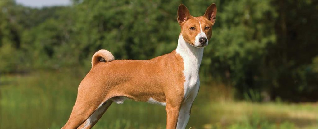 Basenji with good physical appearance
