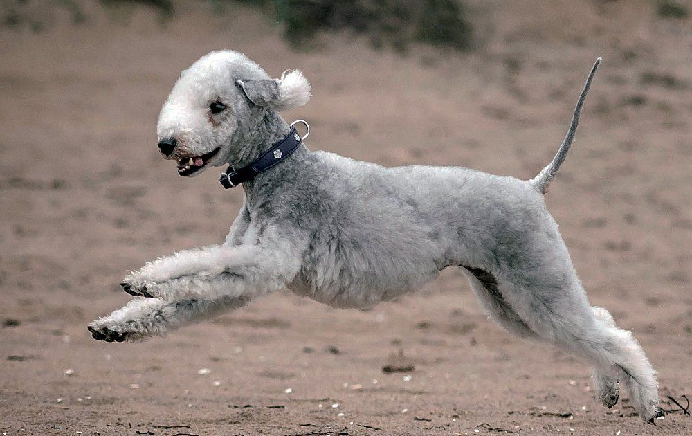 Bedlington stretching out its physical appearance