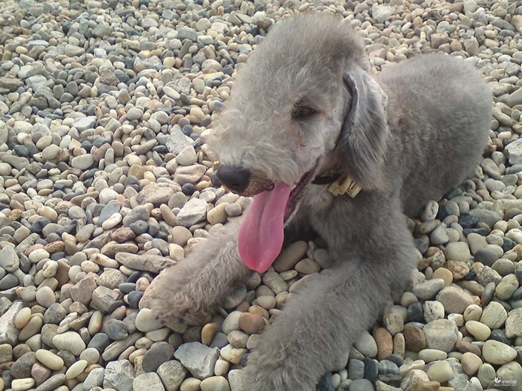 Bedlington displaying its behaviour by lying on the pebbles stone