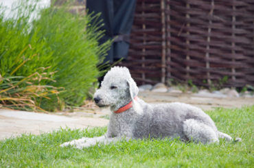 Bedlington Terrier dog breed lying on the grass