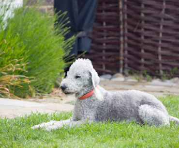 Bedlington Terrier dog breed lying on the grass