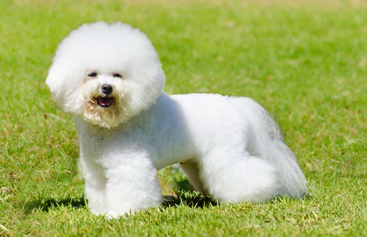 A Bichon Frise showing its physical appearance