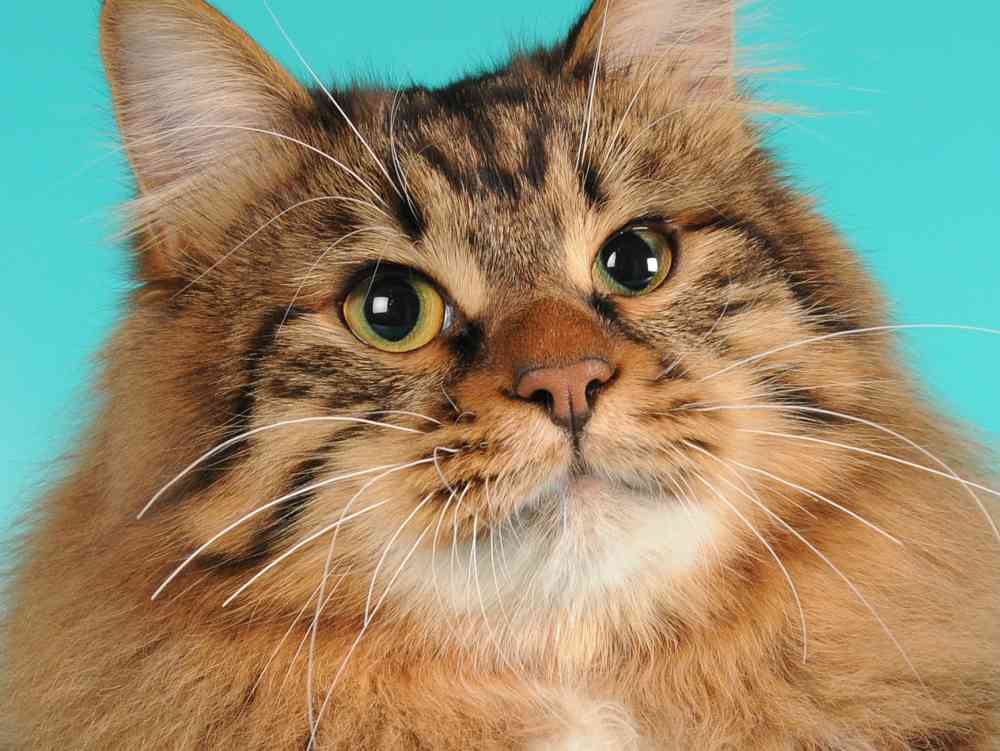 American bobtail cat breed