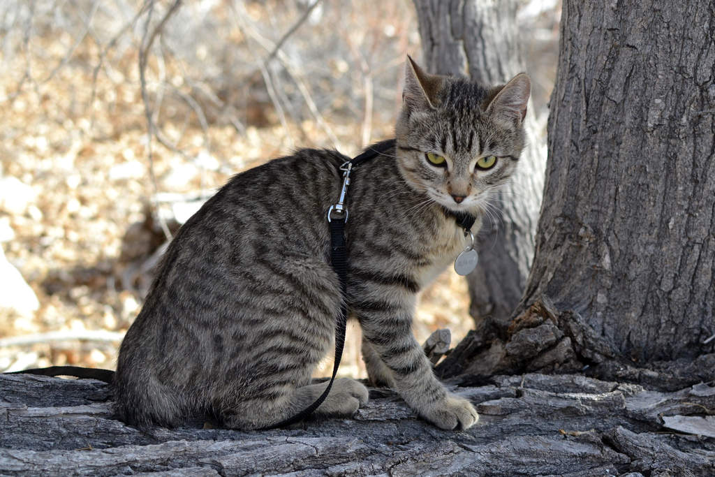 American Bobtail cat with good physical appearance