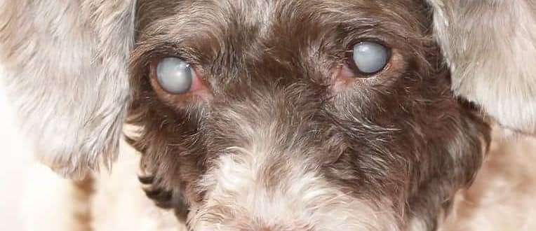 A dog being diagnose with cataract