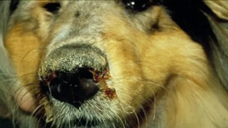 cause of canine distemper in dog