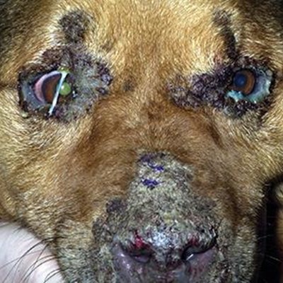 A dog with canine distemper symptom