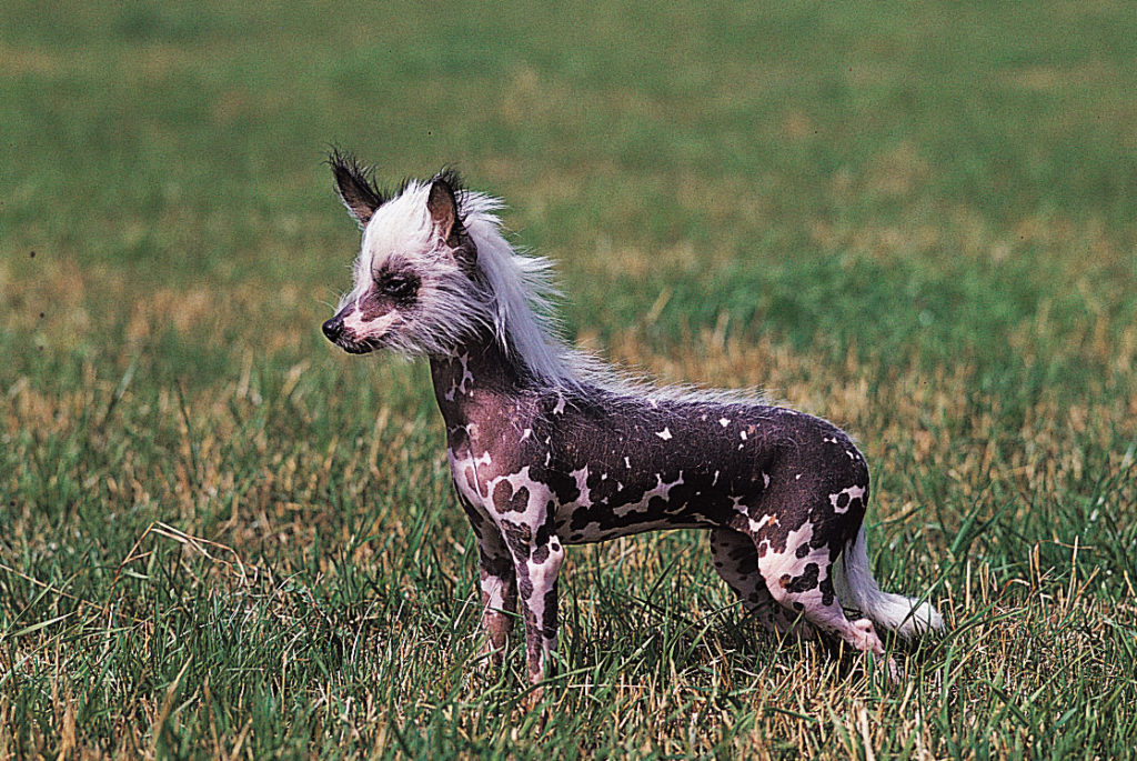 Chinese crested dog displaying its behaviour