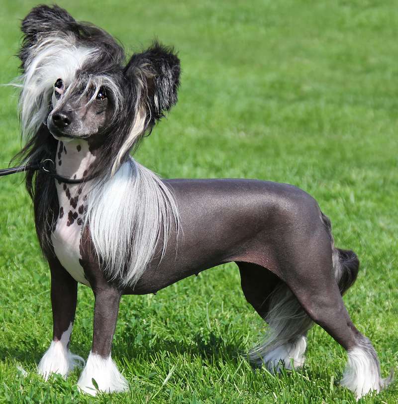 Chinese crested with good physical appearance