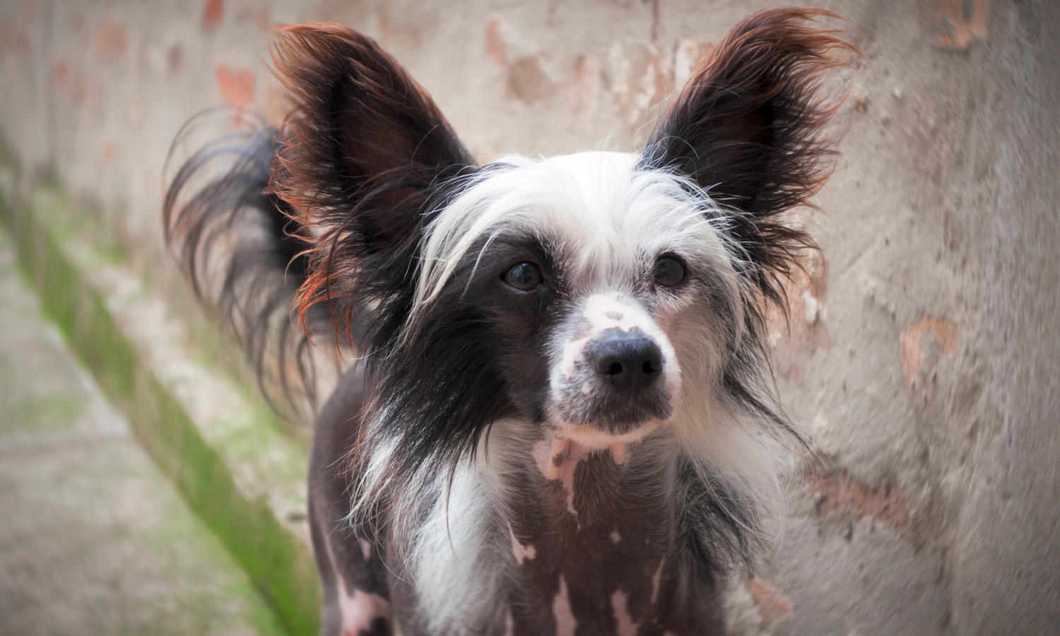Chinese crested Dog breed