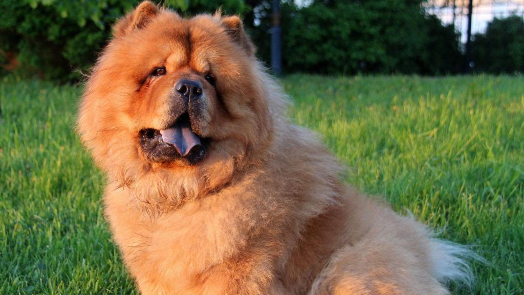 Chow chow dog sitting on the grass