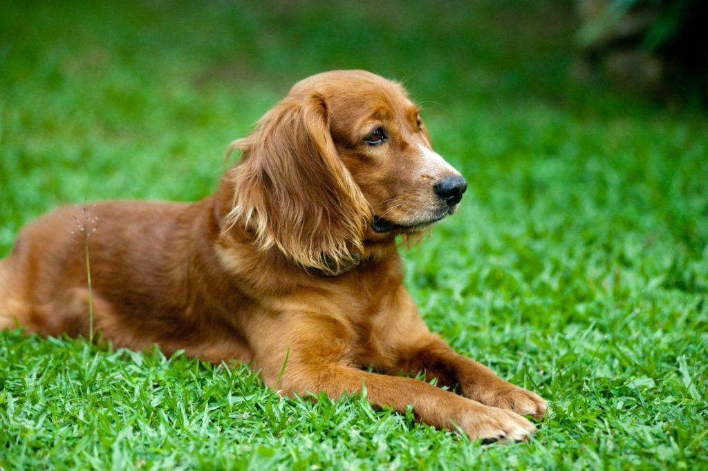 Cocker spaniel with good physical Appearance