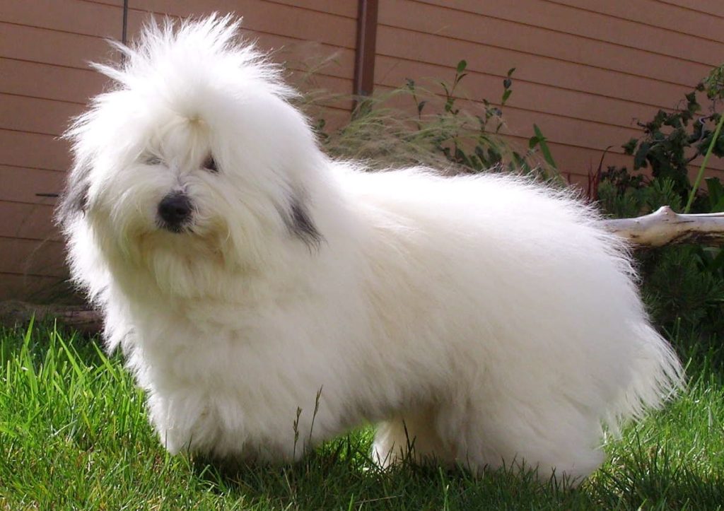 Coton displaying its full physical appearance