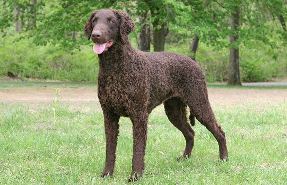 Curly coated retriever with good physical appearance