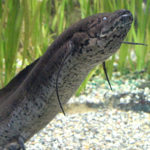 African lungfish breed
