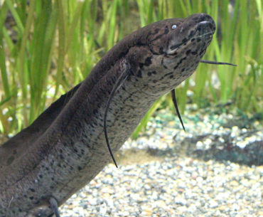 African lungfish breed